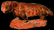 Dinosaur Fossils