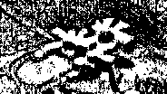 Martian Anomaly