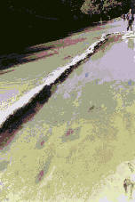 Mantracks at Paluxy