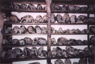 The Ica Stones